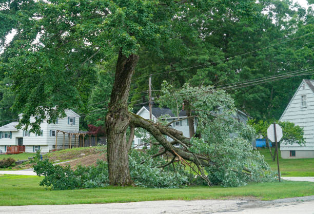 Best Emergency Storm Tree Removal  in Westlake Vlage, IL